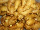 Air Dried Ginger, Fresh Ginger, Fat Ginger, Thin Ginger - photo 1