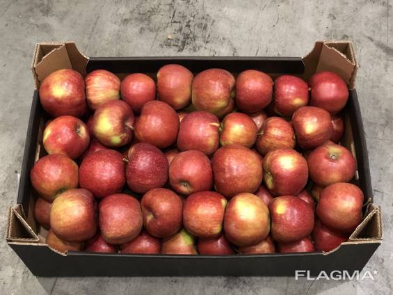 Apples Red Prince / from Poland