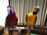 Beautiful parrots for sale - фото 3
