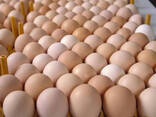 Best Quality Fresh Brown Table Chicken Eggs At Cheap Price world wide shipping available - фото 5