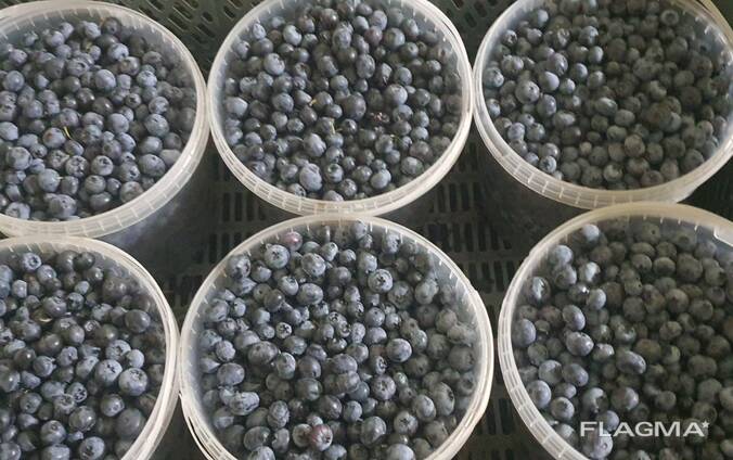 Blueberry from Poland