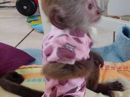 Dessa är vaccinerade apor, har en fantastisk vänskapskänsla, är blöjtränade och akrobatisk