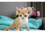 Devon Rex-kattungar - фото 1