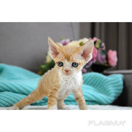 Devon Rex-kattungar