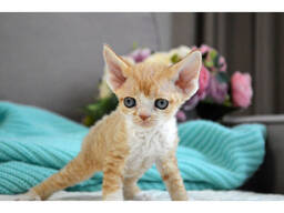 Devon Rex-kattungar