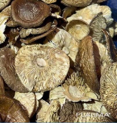 Dried mushrooms, caps and powder