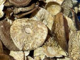 Dried mushrooms, caps and powder