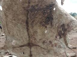 Dry Cow skin for sale