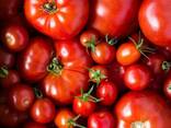 Färska tomater till salu - photo 1