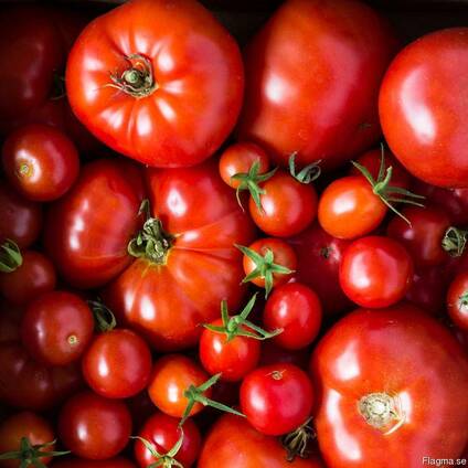 Färska tomater till salu