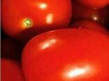 Färska tomater till salu - photo 4