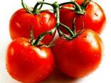 Färska tomater till salu - photo 6