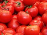 Färska tomater till salu - photo 7