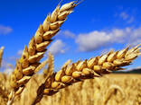Food wheat (consumption)