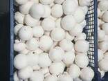 Fresh quality champignons - фото 1
