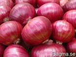 Fresh Red Onion - photo 1