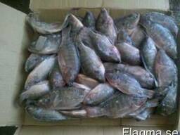 Frozen Tilapia Fish / Frozen Whole Round Tilapia Fish