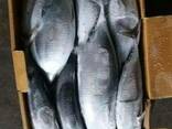 Frozen tuna - photo 1
