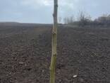 Fruit trees saplings - photo 12