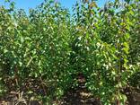 Fruit trees saplings - photo 15