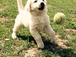 Golden Retriever-valpar av AKC-kvalitet. . Whatsapp oss på: 27848239748 - фото 1
