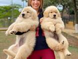 Golden Retriever-valpar av AKC-kvalitet. . Whatsapp oss på: 27848239748 - фото 2