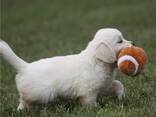 Golden Retriever-valpar av AKC-kvalitet. . Whatsapp oss på: 27848239748 - фото 3