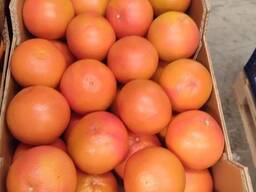 Grapefruit STARRUBY