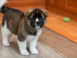 Kontakta mig via WhatsApp på. .. ..  Akitavalpar för adoption