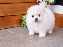 Kontakta mig via WhatsApp på. .. ..  Bedårande Pomeranianvalpar