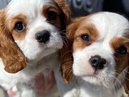 Kontakta mig via WhatsApp på.....  Cavalier King Charles valpar