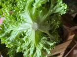 Lettuce fromPoland (Iceberg, Romain, Lollo Bionda, Lollo Rossa, Gentile) - фото 1