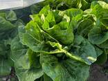 Lettuce fromPoland (Iceberg, Romain, Lollo Bionda, Lollo Rossa, Gentile) - фото 2