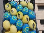 Limon LAMAS - фото 2