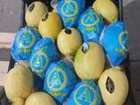 Limon LAMAS - фото 3