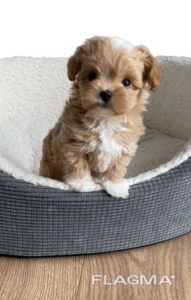 Maltipoo-valpen behöver ett nytt hem