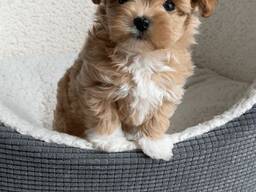 Maltipoo-valpen behöver ett nytt hem