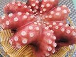Мороженная рыба и морепродукты от завода из КНР в Швецию - photo 8