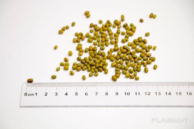 Mung Beans