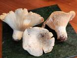 Mushroom - фото 1