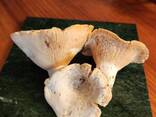 Mushroom - фото 2