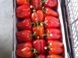 Pepper CALIFORNIA RED