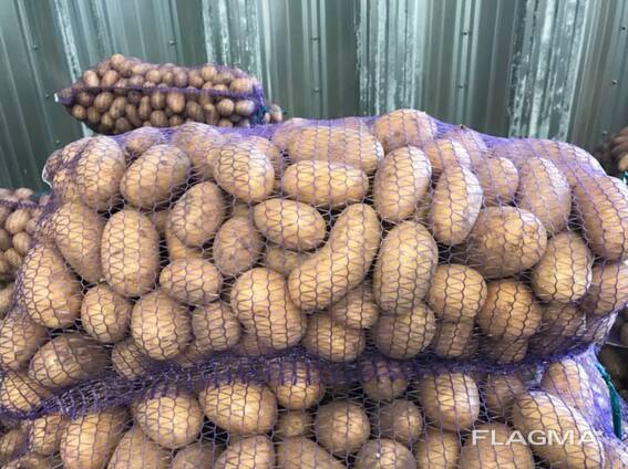 Polsk potatis: Vineta, Soraya, Queen Anne och andra.