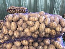 Polsk potatis: Vineta, Soraya, Queen Anne och andra.