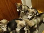 PUPPIES: SIBERIAN/ALASKAN HUSKYS - фото 1