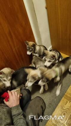 PUPPIES: SIBERIAN/ALASKAN HUSKYS