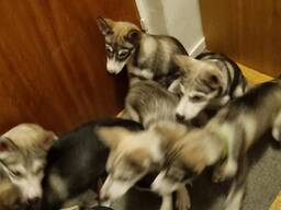 PUPPIES: SIBERIAN/ALASKAN HUSKYS