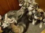 PUPPIES: SIBERIAN/ALASKAN HUSKYS - фото 3