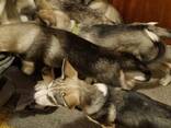 PUPPIES: SIBERIAN/ALASKAN HUSKYS - фото 5