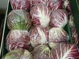 Radicchio extra quality (oorigin - Poland) - фото 2